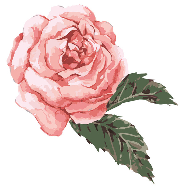 pink rose vector illustration  - Wektor, obraz