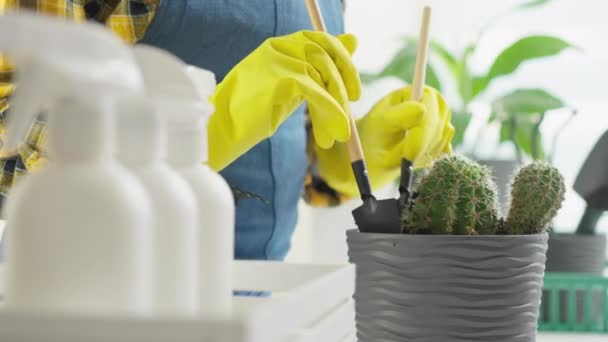 Květinová rekonstrukce: video, kde žena profesionálně transplantuje pokojové rostliny do nových květináčů, aktualizuje jejich vzhled a osvěží místnost. Květinářství zahradník rostliny kaktus v hrnci pro - Záběry, video