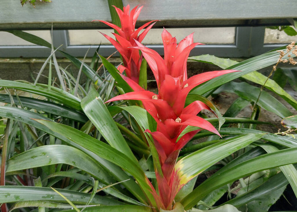 Scarlet star airplant with flower. Guzmania lingulata - Photo, Image