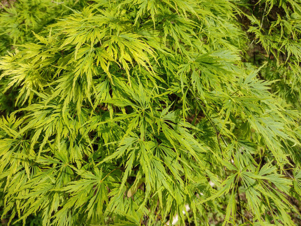 Листя зеленого Acer palmatum. Японський клен - Фото, зображення