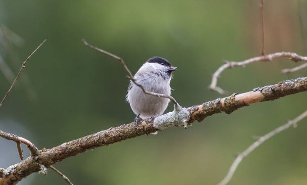 Willow tit (Poecile montanus) closeup in wintertime sitting on branch, Bialowieza Forest, Poland, Europe - Photo, Image