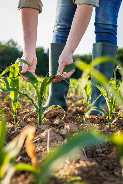 Farmer badający kukurydzę na polu. Działalność rolnicza na gruntach uprawnych. Kobieta agronomistka badająca sadzonki kukurydzy - Zdjęcie, obraz