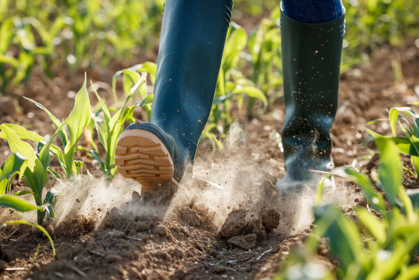 Agriculteur avec des bottes en caoutchouc marche dans le champ de maïs sec. Activité agricole dans les terres cultivées au climat aride - Photo, image