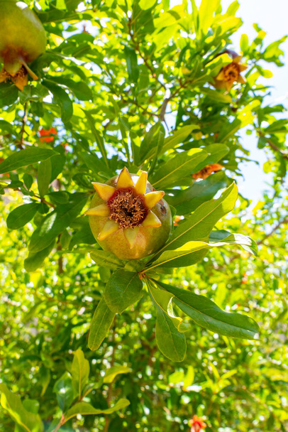 A gránátalmafa petefészkei és érlelõ gyümölcsei közelrõl a lombozat között. Homályos háttér - Fotó, kép