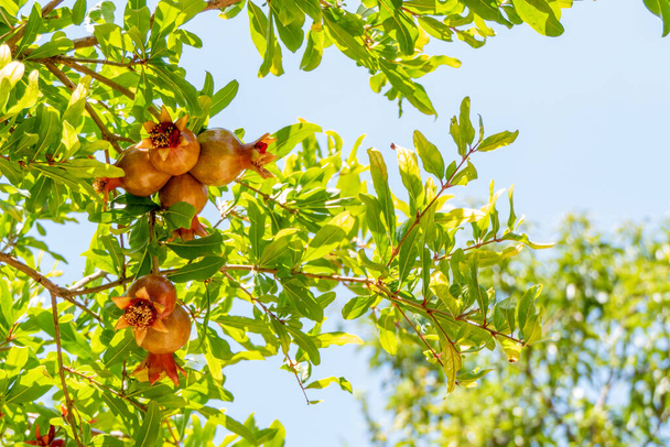 Yumurtalıklar ve nar ağacının olgunlaşan meyveleri yaprakların arasında yakın plan. Bulanık arkaplan - Fotoğraf, Görsel
