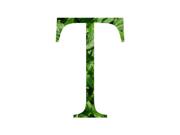 Letter T of the alphabet made with fresh green leaf, isolated on a white background - Foto, Bild