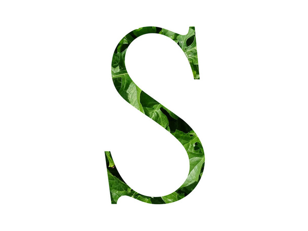 Letter S of the alphabet made with fresh green leaf, isolated on a white background - Photo, Image