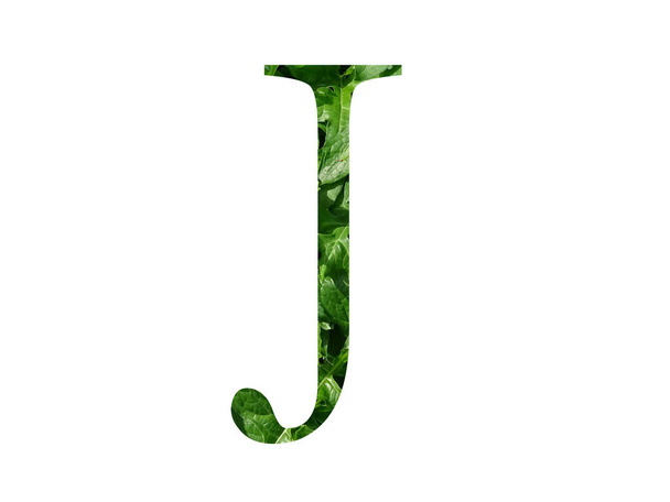 Tuoretta vihreää lehteä olevien aakkosten kirjain J, eristetty valkoisella pohjalla - Valokuva, kuva