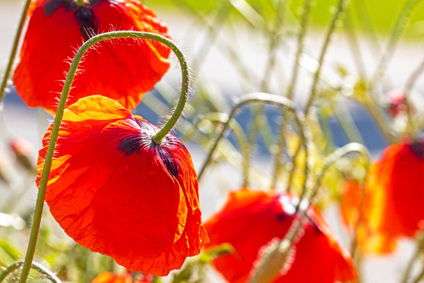 pole červené makové květy osvětlené sluncem, horizontální - Fotografie, Obrázek