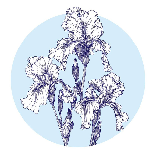  Vector illustration of flowers irises in engraving style - Vector, imagen