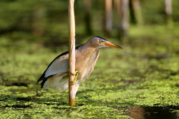 A male little bittern (Ixobrychus minutus) sits on a thick toast stalk above the water, waiting for a prey error. Close-up photo in soft morning light - Foto, afbeelding