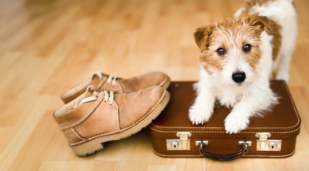 Cute dog puppy waiting on a retro suitcase with shoes. Pet travel, vacation or holiday banner. - Фото, изображение