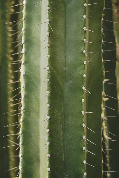 primer plano de espinas de cactus, fondo de la naturaleza - Foto, Imagen