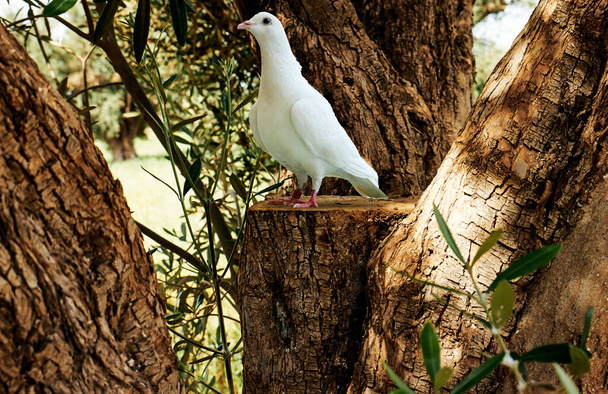 cuerpo completo de la velocidad de carreras de pájaro paloma blanca con banda anillo de la pierna a través de olivos árbol - Foto, Imagen