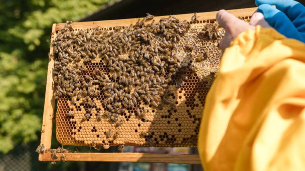 Beekeeper hands holding and inspecting a hive frame with a honeycomb, showing capped honey and brood cells, close up shot. - Photo, image