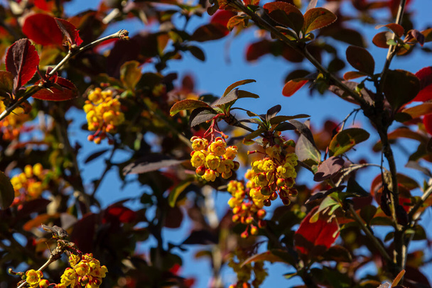 Berberis thunbergii ιαπωνικό barberry διακοσμητικό θάμνο ανθοφορία, ομάδα από όμορφα μικρά κίτρινα άνθη πέταλο σε άνθιση, μοβ κόκκινα φύλλα. - Φωτογραφία, εικόνα