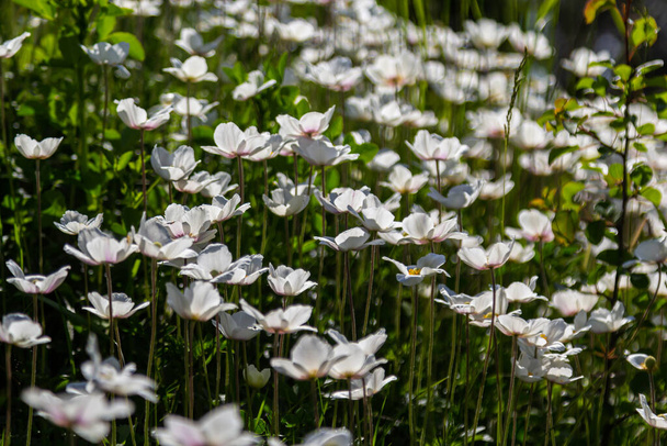 Białe wiosenne kwiaty w zielonym trawniku. Białe kwiaty anemona. Sylwester amonowy, anemon śnieżny, wiatrówka. - Zdjęcie, obraz