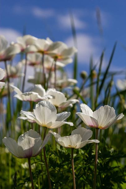 Weiße Frühlingsblumen im grünen Rasen. Weiße Anemonenblüten. Anemone sylvestris, Schneeglöckchen-Anemone, Windblume. - Foto, Bild
