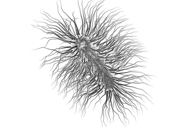 Bactéria Escherichia coli, ilustração 3D. Bactéria Gram-negativa com flagelos peritrichosos que faz parte da microflora intestinal normal e também causa infecções entéricas e outras - Foto, Imagem