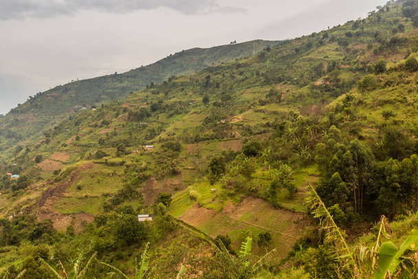 Lush landscape near Kilembe village, Uganda - Photo, image