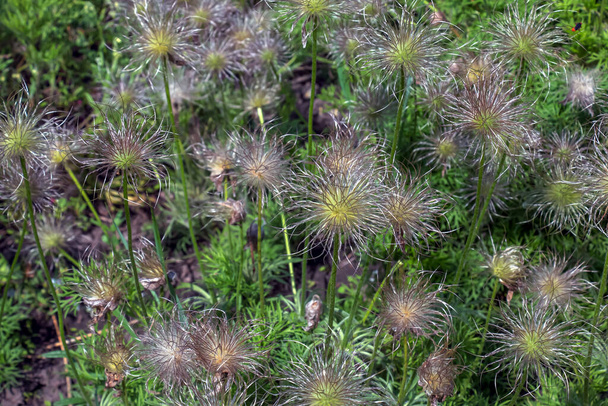 Closeup of the wiry Pulsatilla vulgaris silky seed heads - Photo, Image