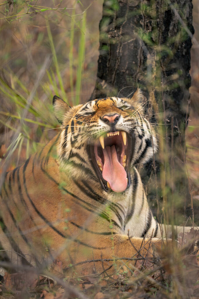 Primer plano del tigre de Bengala acostado bostezando ampliamente - Foto, Imagen