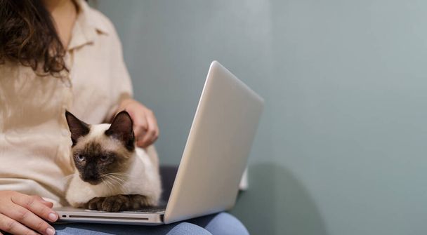 donna che lavora da casa con il gatto. gatto addormentato sulla tastiera del computer portatile. assistente gatto che lavora al computer portatile. - Foto, immagini