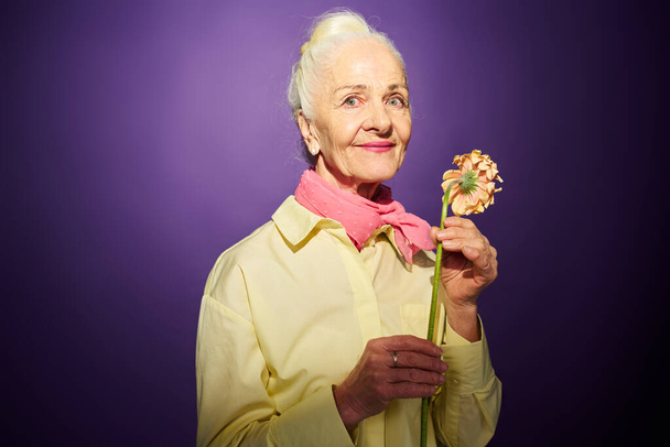 Boldog nagymama friss herbera áll a kamera előtt, és pózol ellen lila háttér fotózás közben a stúdióban - Fotó, kép