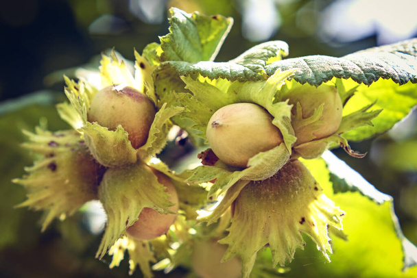grupo de avelãs na árvore de fruto aveleira, em agosto na região italiana do Lácio, macro close-up - Foto, Imagem