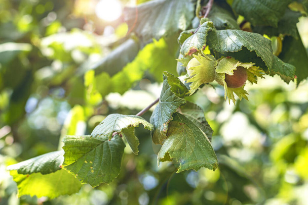 branche de noisetier brillant aux fruits de noisettes, en août dans la région italienne du Latium - Photo, image