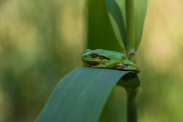 Hyla arborea - Zielona żaba drzewna na łodydze. Tło jest zielone. Zdjęcie ma ładny bokeh. Dzikie zdjęcie - Zdjęcie, obraz