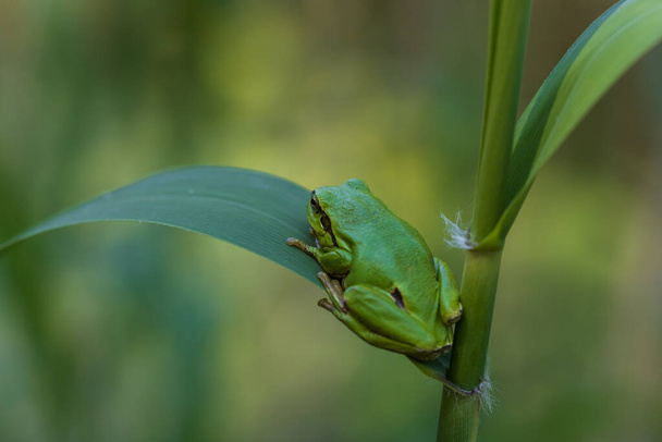 Hyla arborea - Zielona żaba drzewna na łodydze. Tło jest zielone. Zdjęcie ma ładny bokeh. Dzikie zdjęcie - Zdjęcie, obraz