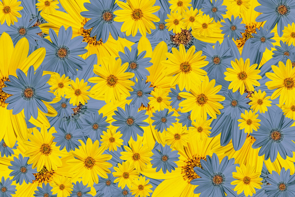 κίτρινα και μπλε λουλούδια, λουλουδάτη υφή, φόντο, πλήρες πλαίσιο - Φωτογραφία, εικόνα
