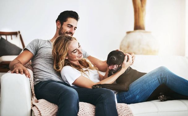 Smile, relax or happy couple with a dog on house sofa bonding or hugging with trust or loyalty together. Pet, animal lovers or woman enjoys playing with cute pitbull puppy with care on couch at home. - Valokuva, kuva