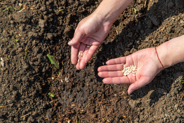 Bir kadın çiftçi bahçede tohum ekiyor. Seçici odaklanma. Doğa. - Fotoğraf, Görsel