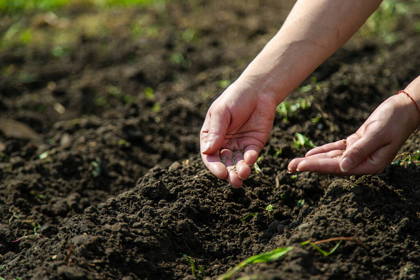 Bir kadın çiftçi bahçede tohum ekiyor. Seçici odaklanma. Doğa. - Fotoğraf, Görsel