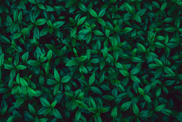 Fresh green leaves covering the wall. Natural green background from young green leaves. - 写真・画像