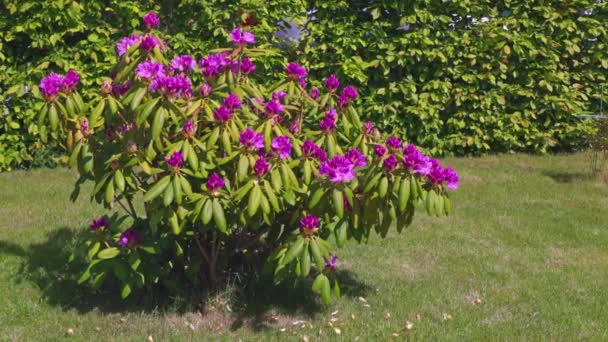 Gyönyörű kilátás nyílik a virágzó rododendronok kert zöld gyep háttér.  - Felvétel, videó