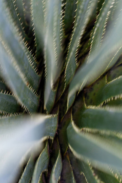 Natuurlijke groene achtergrond - dunne stekelige sappige bladeren close-up - Foto, afbeelding
