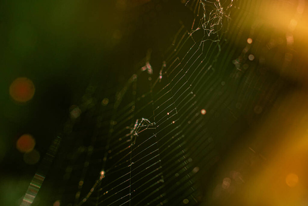 Закрыть макро европейского садового паука (кросс-паук, Araneus diadematus), сидящего в паутине. Естественное освещение, яркий солнечный свет - Фото, изображение