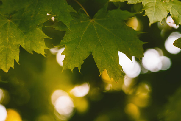 Green maple leaf lit by the bright rays of the sun. Joyful summer mood. warm atmosphere. Close-up. Tree leaves - Foto, afbeelding