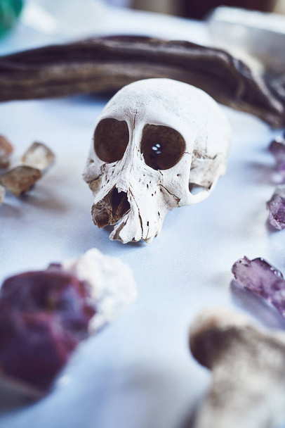 Why am I here. Closeup of a skull placed next to different types of crystals on a table inside during the day - Foto, Imagem