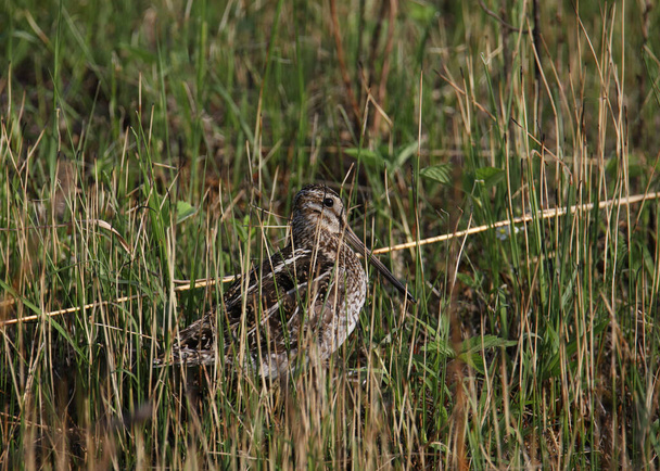 Wilson's Snipe (gallinago delicata) looking out from some tall grass - Photo, Image