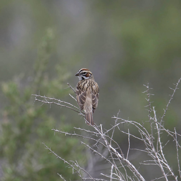 Lark Sparrow (chondestes grammacus) looking back from it's perched in a leafless bush - Zdjęcie, obraz