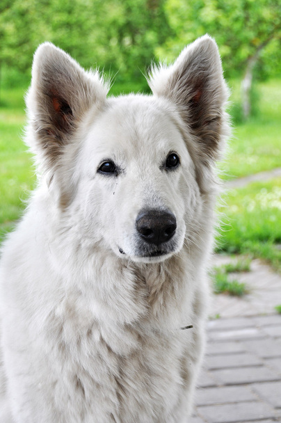 白い大きな犬が羊 - 写真・画像