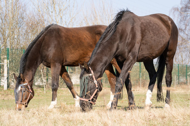 Due cavalli marroni con protezione a mosca sul viso al pascolo nel prato in primavera - Foto, immagini