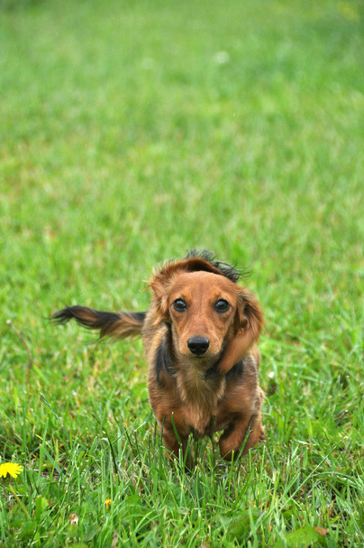 Dachshund dog running - Photo, Image