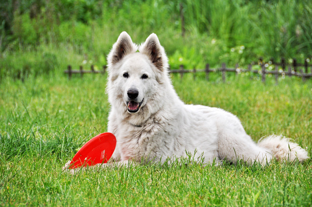 weißer Schäferhund liegt im Gras. - Foto, Bild