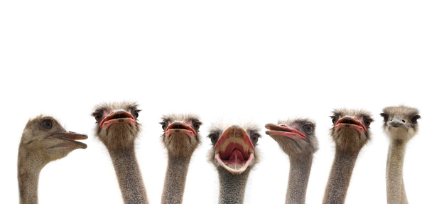 struisvogel hoofden - Foto, afbeelding