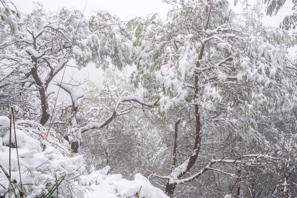 Aleppo pines covered with snow, ascent to Tossals Verds mountain, Escorca, Majorca, Balearic Islands, Spain - Foto, Imagem